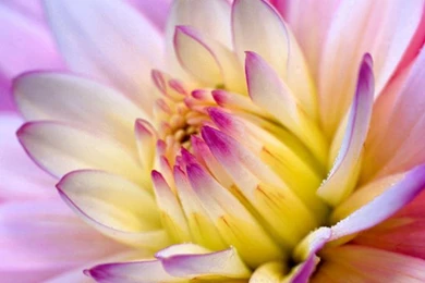 Flower Wallpapers Beautiful Flower Wallpapers Flower Wallpapers ...