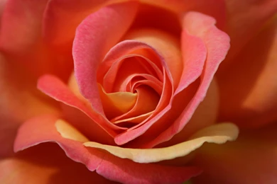 Single Rose Wallpapers 45, Rose Flower Images, Rose Pictures And ...