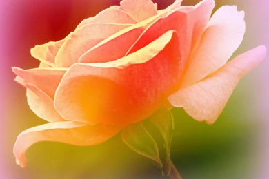 Softness Of Single Rose   (
