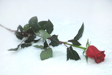 Single, Rose, Gallery, Wallpaper, Desktop (