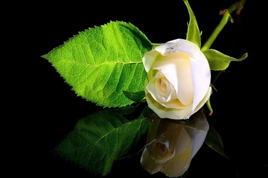 Flowers: Singular Reflection Leaf Single Rose White Surface Drop ...