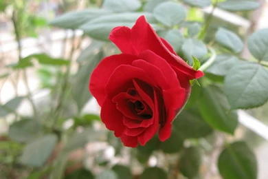Single red rose wallpaper backgrounds
