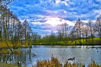 Ducks And Lake Scenery Wallpapers