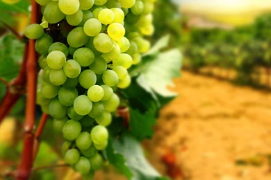 Awesome, Grapes, Full, Hwallpaper, For, Desktop, Backgrounimage ...