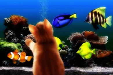 Fish Aquarium Kittens 1680x1050 Wallpapers – Animals Fish HD ...