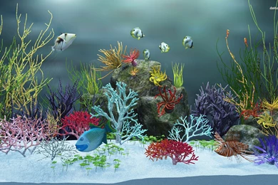 Dark Green Wallpapers 1080p   Ndemok.com