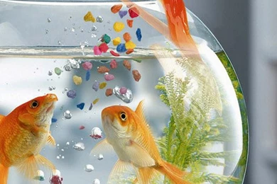 Download Wallpapers 1080x1920 Fish, Aquarium, Swimming, Table ...