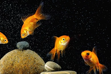Download Wallpapers 3840x1200 Fish, Aquarium, Rocks, Black ...