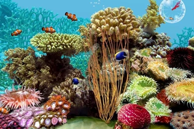 3D Tropical Fish Aquarium Screensaver   Software Informer ...