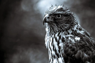 Hawk Pictures   Beautiful Hawk Bird Pictures