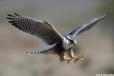 Hawk Wallpapers, Download Beautiful Hawks HD Wallpapers For Free