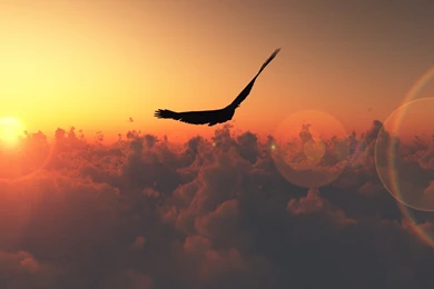 Clouds Birds Hawks Hawk Above