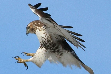 Download Eagles Wallpaper, 'hawk'. Birds Hawks And Eagles ...