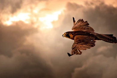 Clouds Nature Birds Animals Brown Interfacelift Flight Skyscapes ...