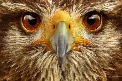 21 Magnificent High Resolution Wallpapers