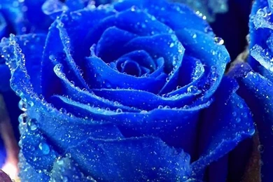 Cool Nature Wallpapers 17 Widescreen Wallpapers   Hivewallpaper.com