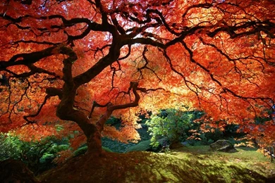 Cool Nature Nature – Nature Forests HD Desktop Wallpapers