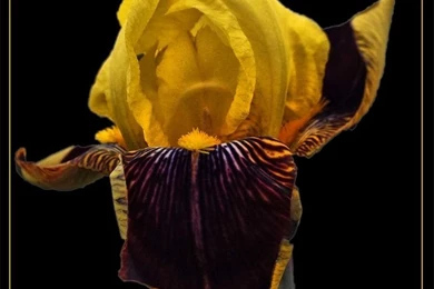 Blue Tongue" By Dunstickin   Caedes Desktop Wallpapers