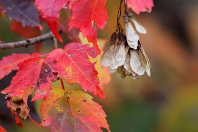 End Of The Season" By Pistos   Caedes Desktop Wallpapers