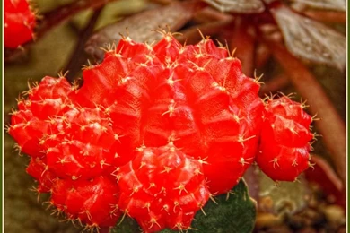 Ouch!" By Trixxie17   Caedes Desktop Wallpapers