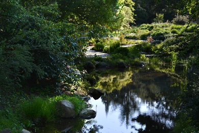 Top Caedes Wallpapers Wallpapers