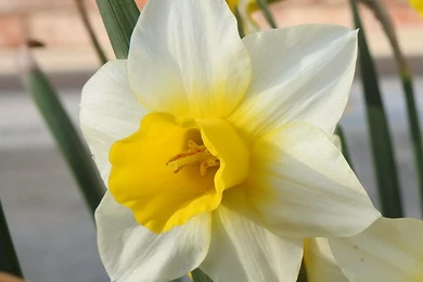 Sign Of Spring" By BulldogsFan   Caedes Desktop Wallpapers