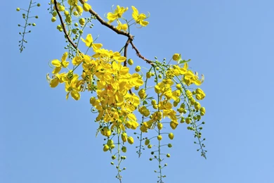 Golden Shower Flower" By Sree   Caedes Desktop Wallpapers