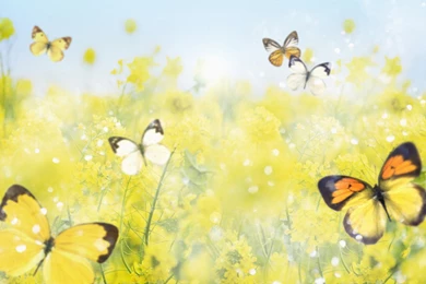 30 COLORFUL BUTTERFLY WALLPAPERS FREE TO DOWNLOAD ...