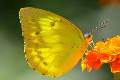 Butterfly Yellow Butterfly Wallpapers Hd – Widescreen Wallpapers