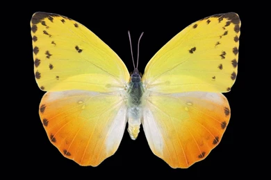 1499) Yellow Butterfly Wallpapers   WalOps.com