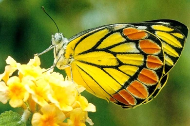 Yellow Butterfly Free Desktop Backgrounds