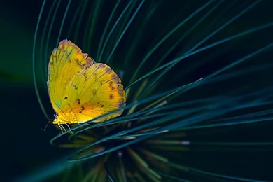 Cool Picture Yellow Butterfly – Animals Butterflies HD Desktop ...