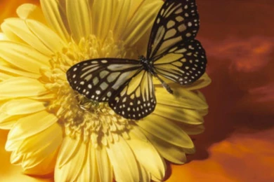 BLACK AND YELLOW BUTTERFLY ON YELLOW FLOWER WALLPAPER   (