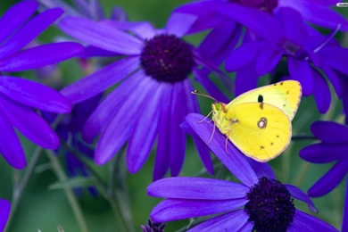 YouWall   Yellow Butterfly Wallpapers   Wallpaper,wallpapers,free ...