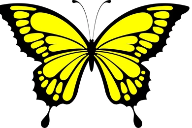 Multicolored Butterflies Widescreen High Quality Wallpapers ...