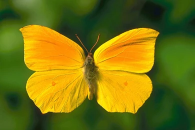 Wallpapers Green, Yellow, Butterfly, Yellow Butterfly.