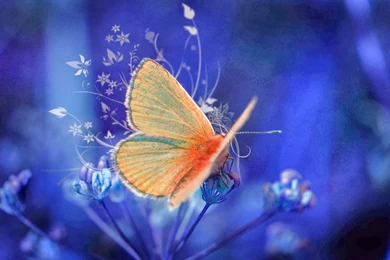 Yellow Butterfly Wallpapers HD