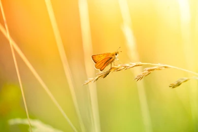 Wild ButterflySamsung Wallpapers Download