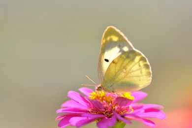 Yellow Butterfly On Pink Flower Wallpapers And Images   Wallpapers ...