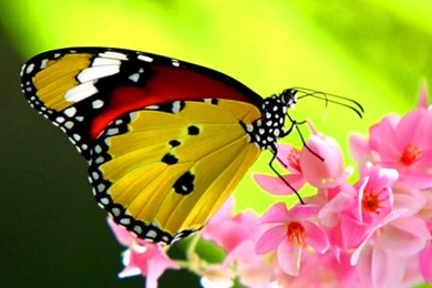 20+ Colourful Butterflies HD Wallpapers   WonderWordz