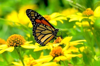 Butterfly Wallpapers   Android Apps On Google Play