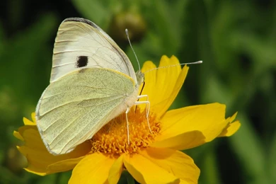 Reminiscing About White Butterflies & Yellow Flowers – Sunshine ...