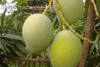 Wallpapers Scenery Suvin Kerala Free 800x600