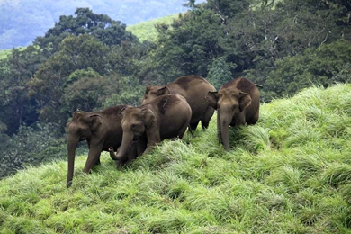 Elephants From Kerala In HD Wallpapers