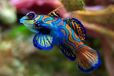 New Fish Wallpapers View