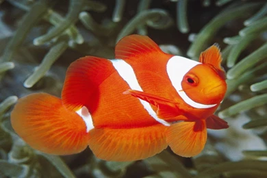 Cute Clown Fish Wallpapers For PC And Mac