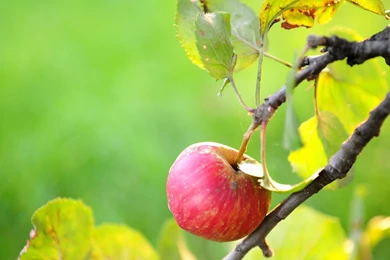 807746 Free Apple Tree Wallpapers