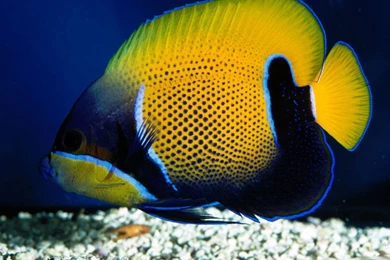 HD Clown Fish Wallpapers   New Post Has Been Published On Windows ...