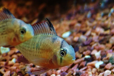 Download Wallpapers 2048x2048 Fish, Aquarium, Water, Macro ...