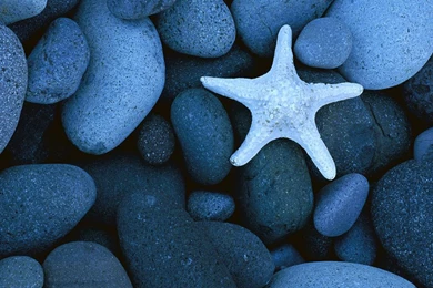 Free Wallpapers For Android Zedge   Wallpapers Zone